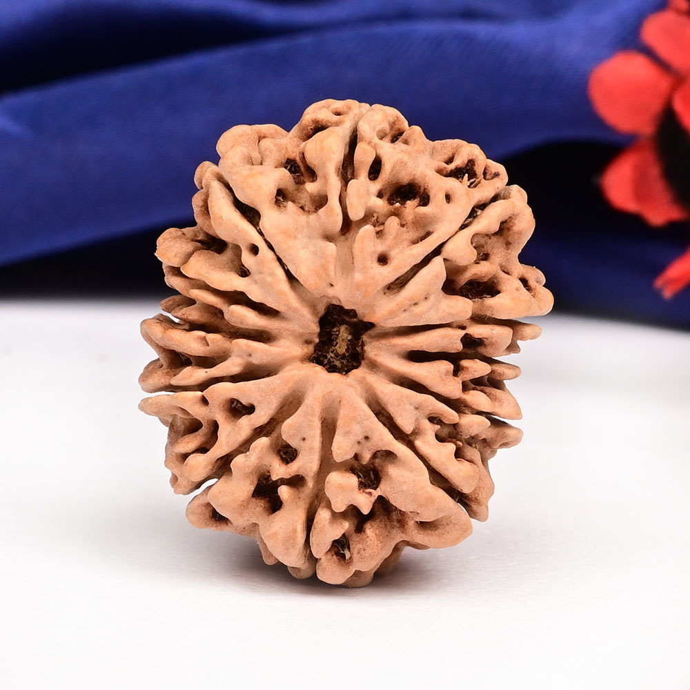 12 Mukhi from Nepal Large - CXVII