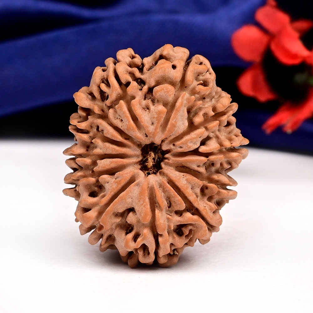 12 Mukhi from Nepal Large - CXVIII
