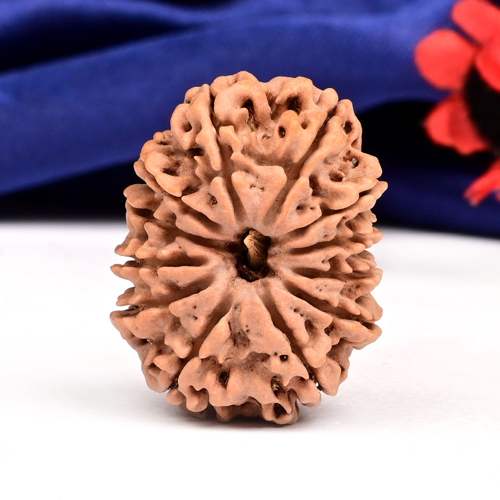 12 Mukhi from Nepal Large - CXIX