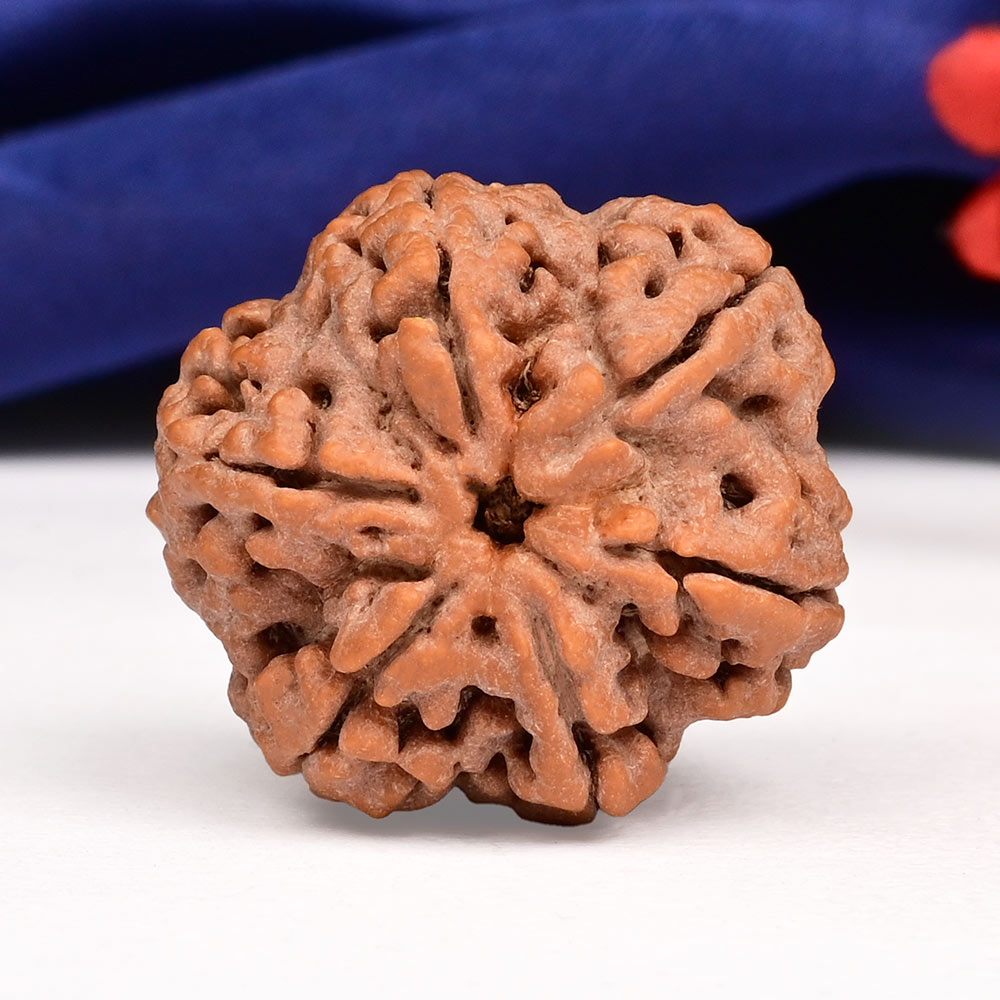 Super Collector 6 Mukhi from Nepal - CCCLXV