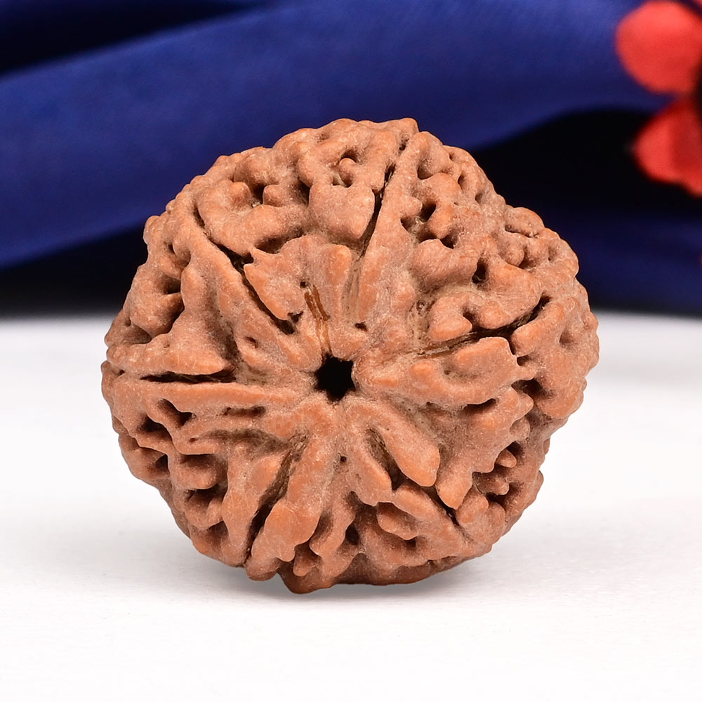 Super Collector 6 Mukhi from Nepal - CCCXXX