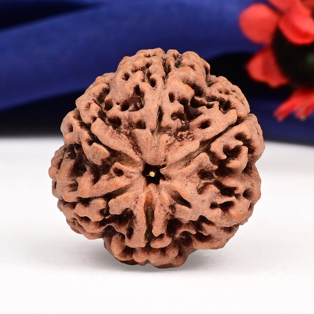 Super Collector 6 Mukhi from Nepal - CCCXXXII