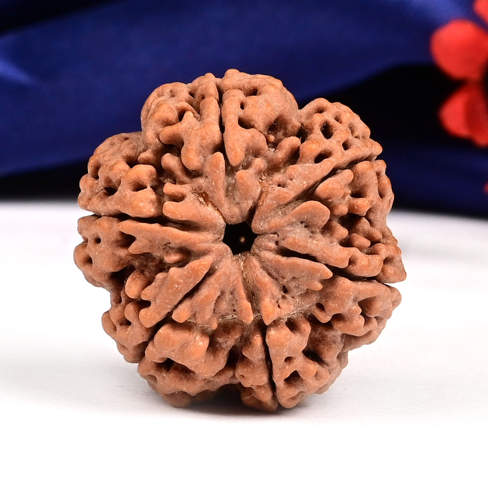 Super Collector 6 Mukhi from Nepal - CCCXLVIII