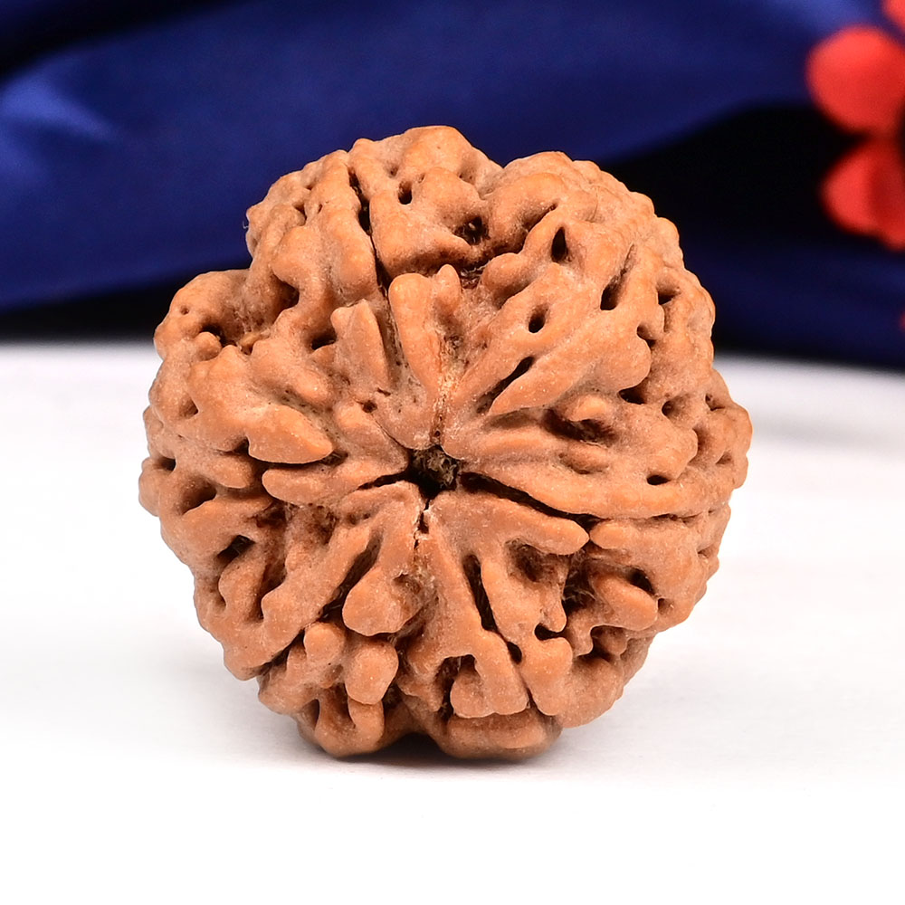 Super Collector 6 Mukhi from Nepal - CCCXLIX