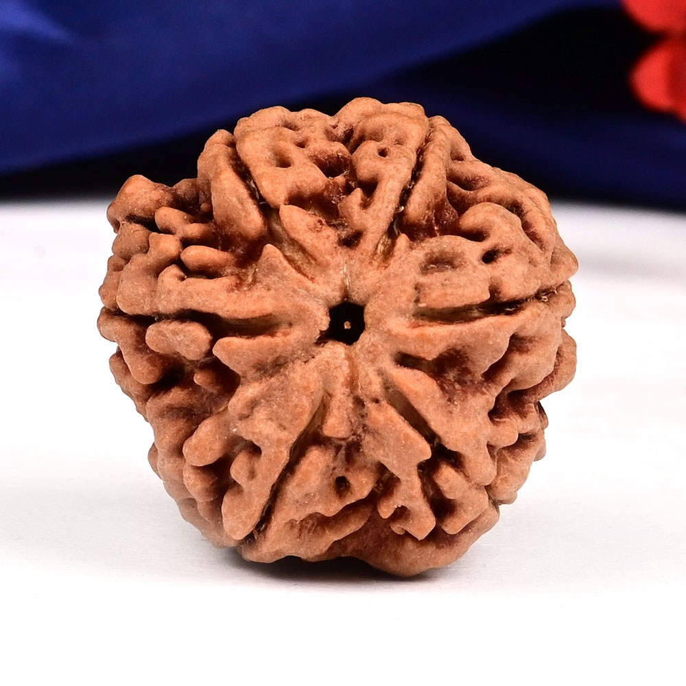 Super Collector 6 Mukhi from Nepal - CCCL