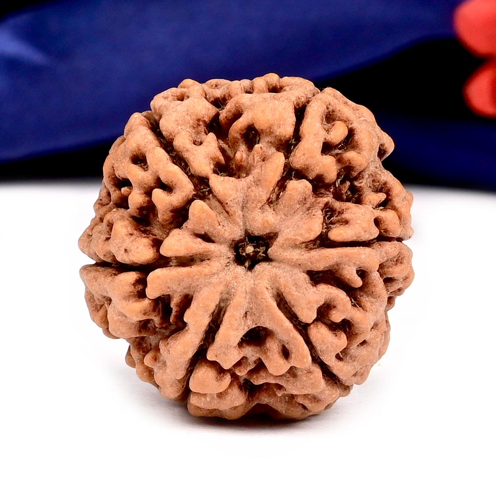 Super Collector 6 Mukhi from Nepal - CCCLI