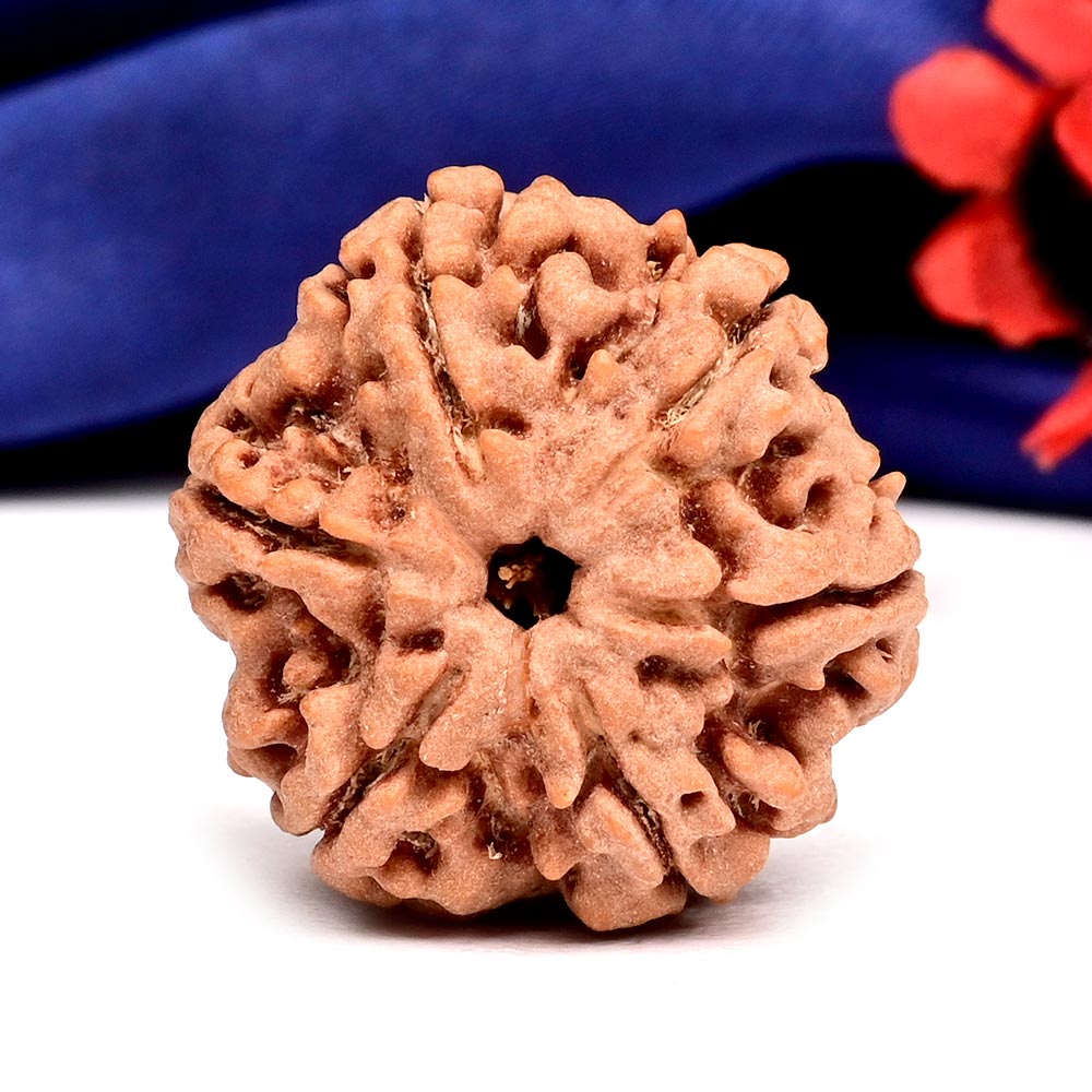 Super Collector 6 Mukhi from Nepal - CCCLII