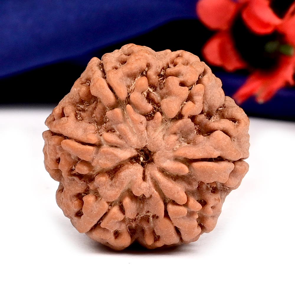 Super Collector 6 Mukhi from Nepal - CCCLIII