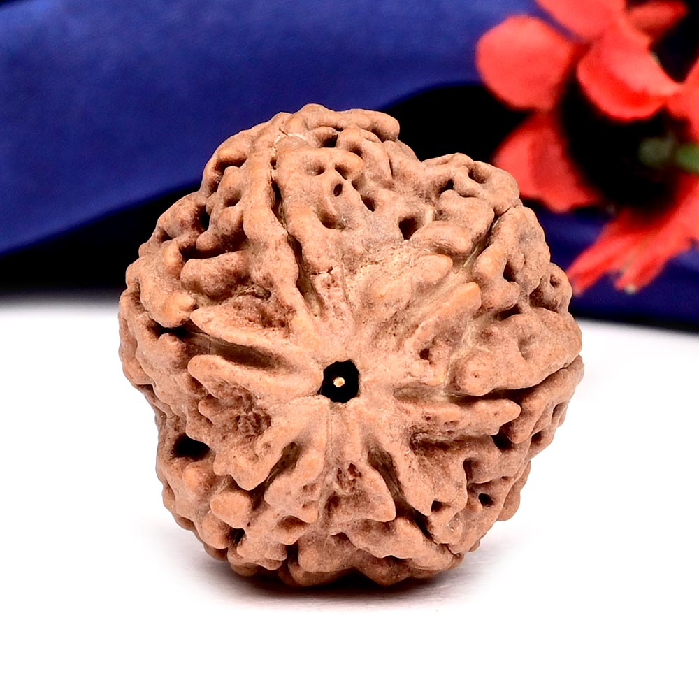 Super Collector 6 Mukhi from Nepal - CCCLIV