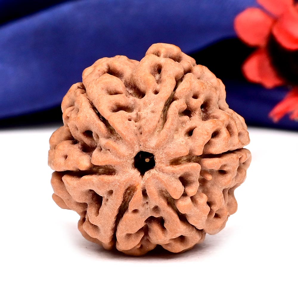 Super Collector 6 Mukhi from Nepal - CCCLV