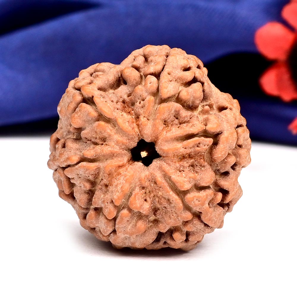 Super Collector 6 Mukhi from Nepal - CCCLVI