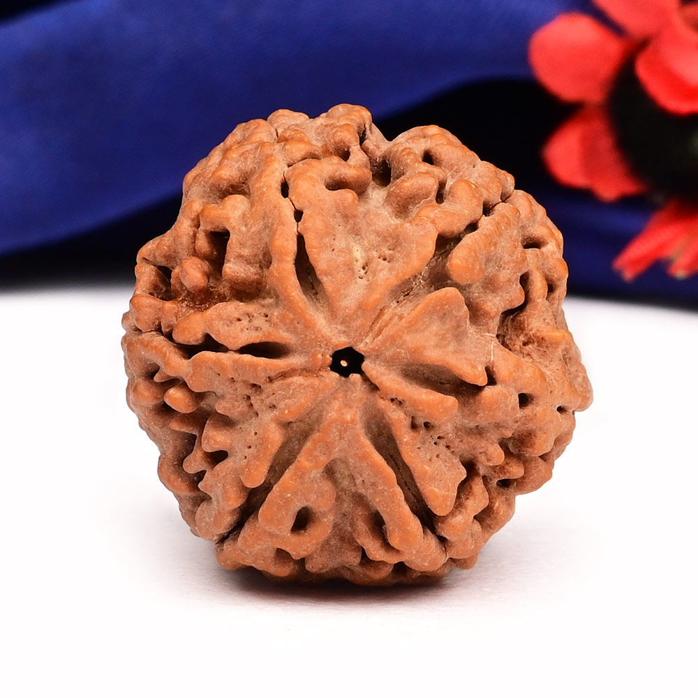 Super Collector 6 Mukhi from Nepal - CCCLIX