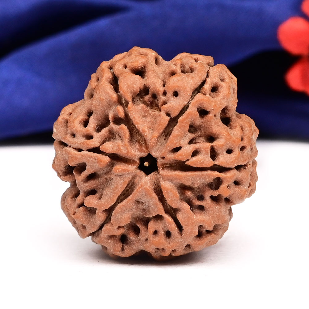 Super Collector 6 Mukhi from Nepal - CCCLX