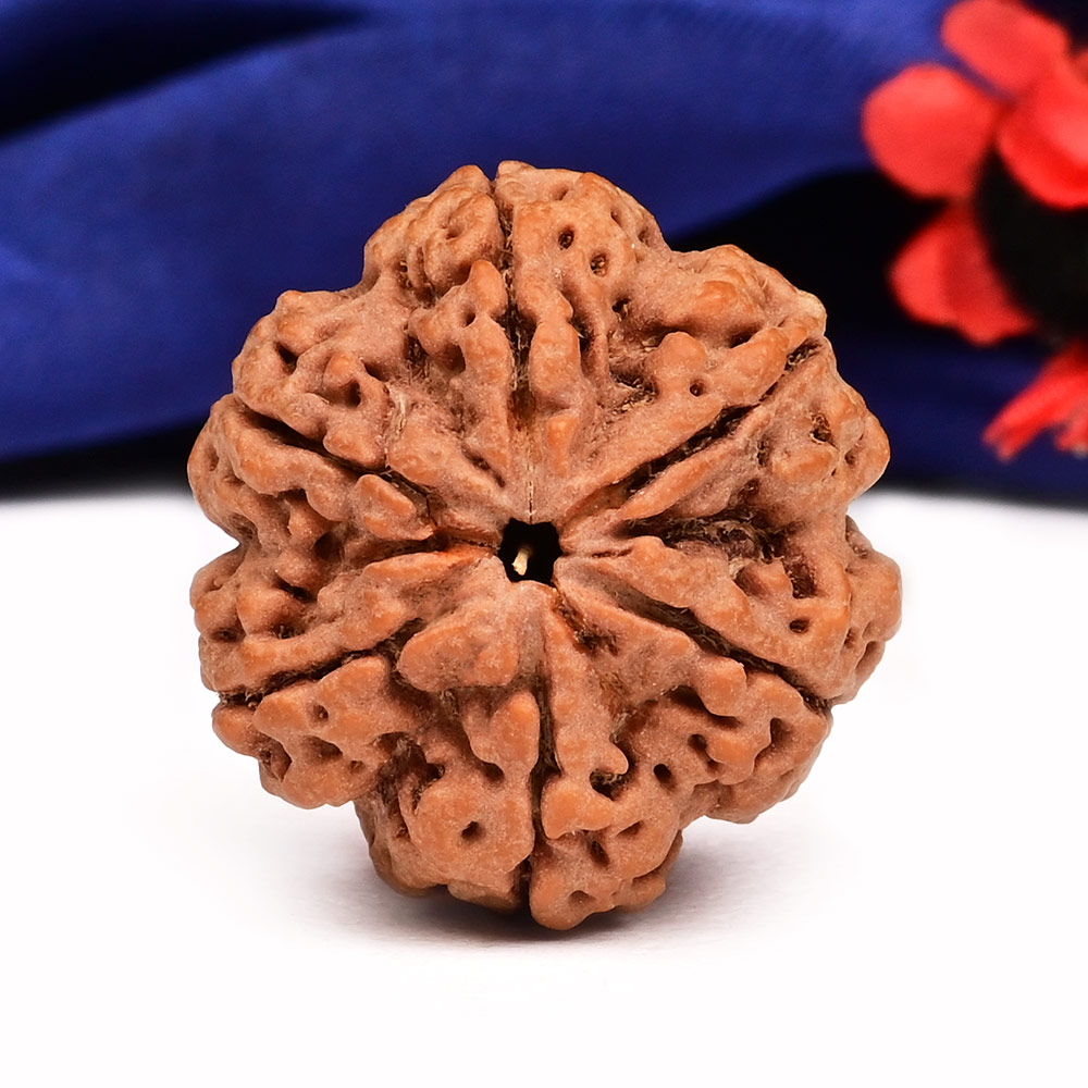 Super Collector 6 Mukhi from Nepal - CCCLXI