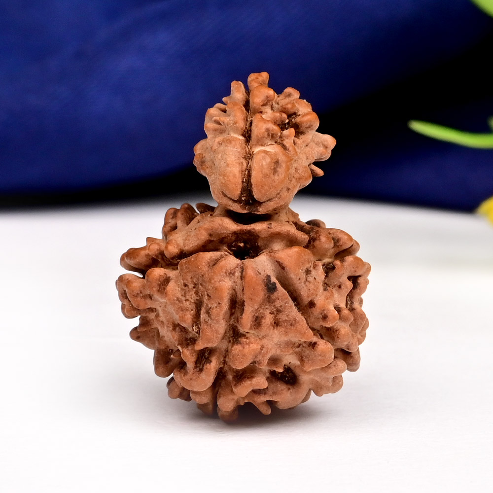Savar Naag 5 mukhi from Nepal - I