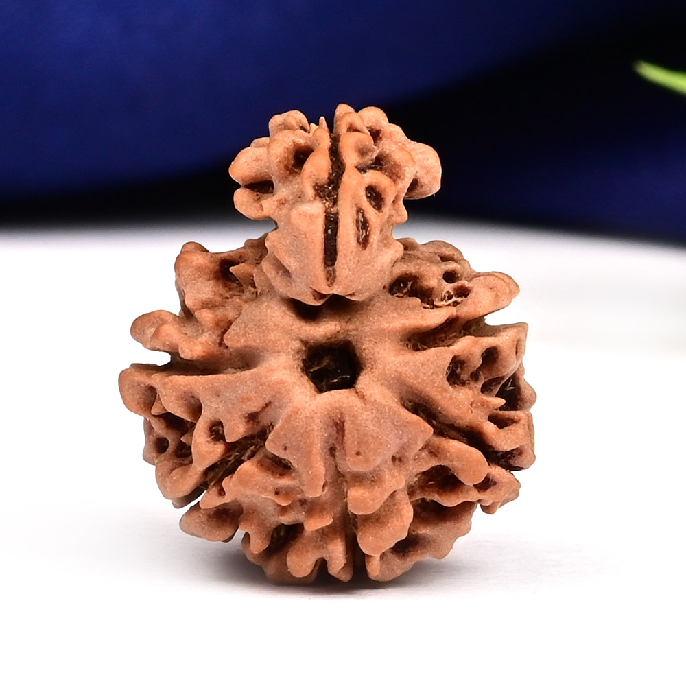 Savar Naag 6 mukhi Small from Nepal - I