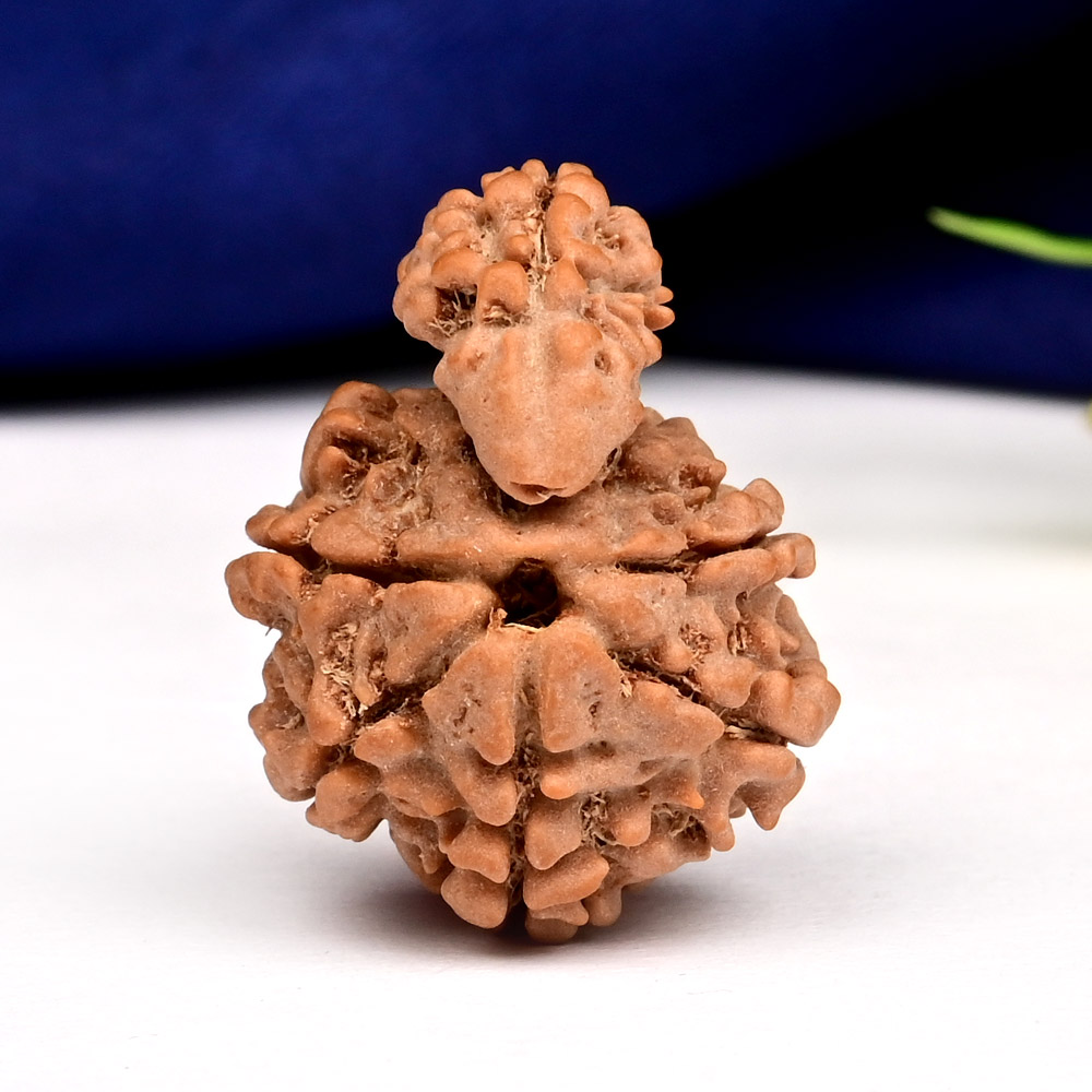 Savar Naag 7 mukhi from Nepal - I