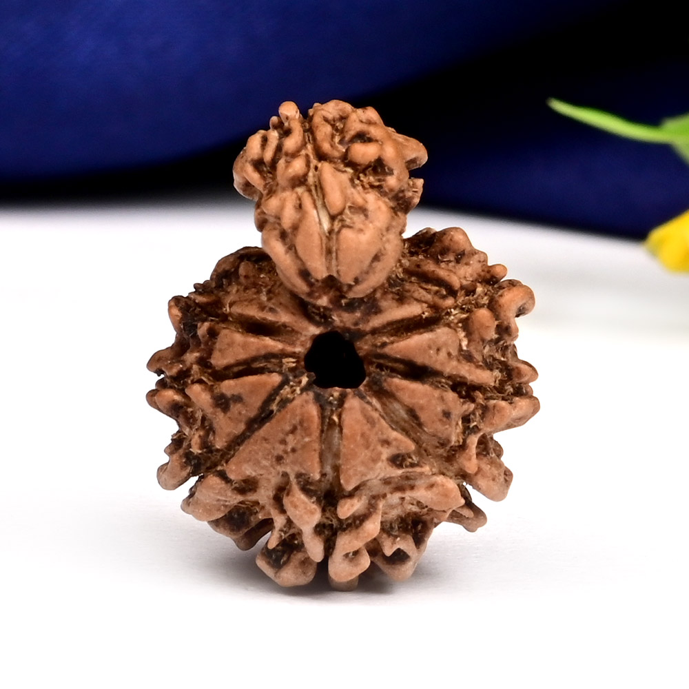 Savar Naag 8 mukhi from Nepal - I