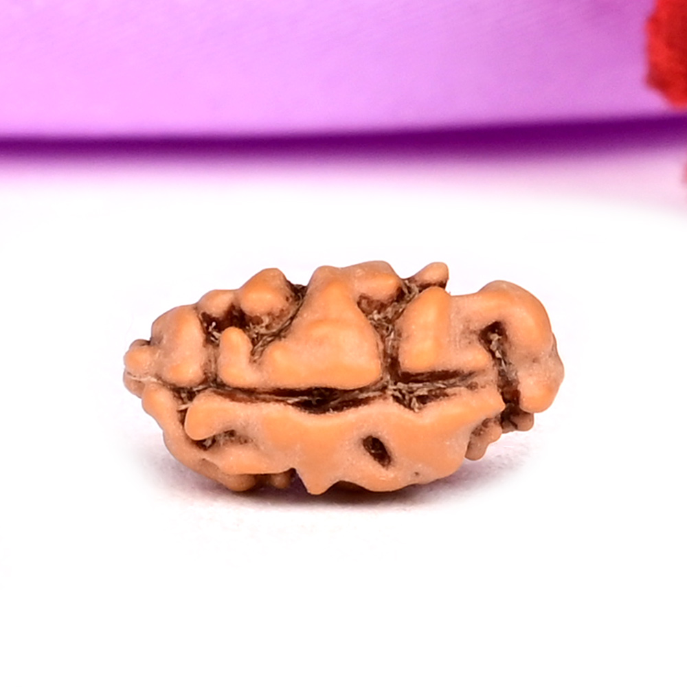 1 mukhi from Java Indonesia - I