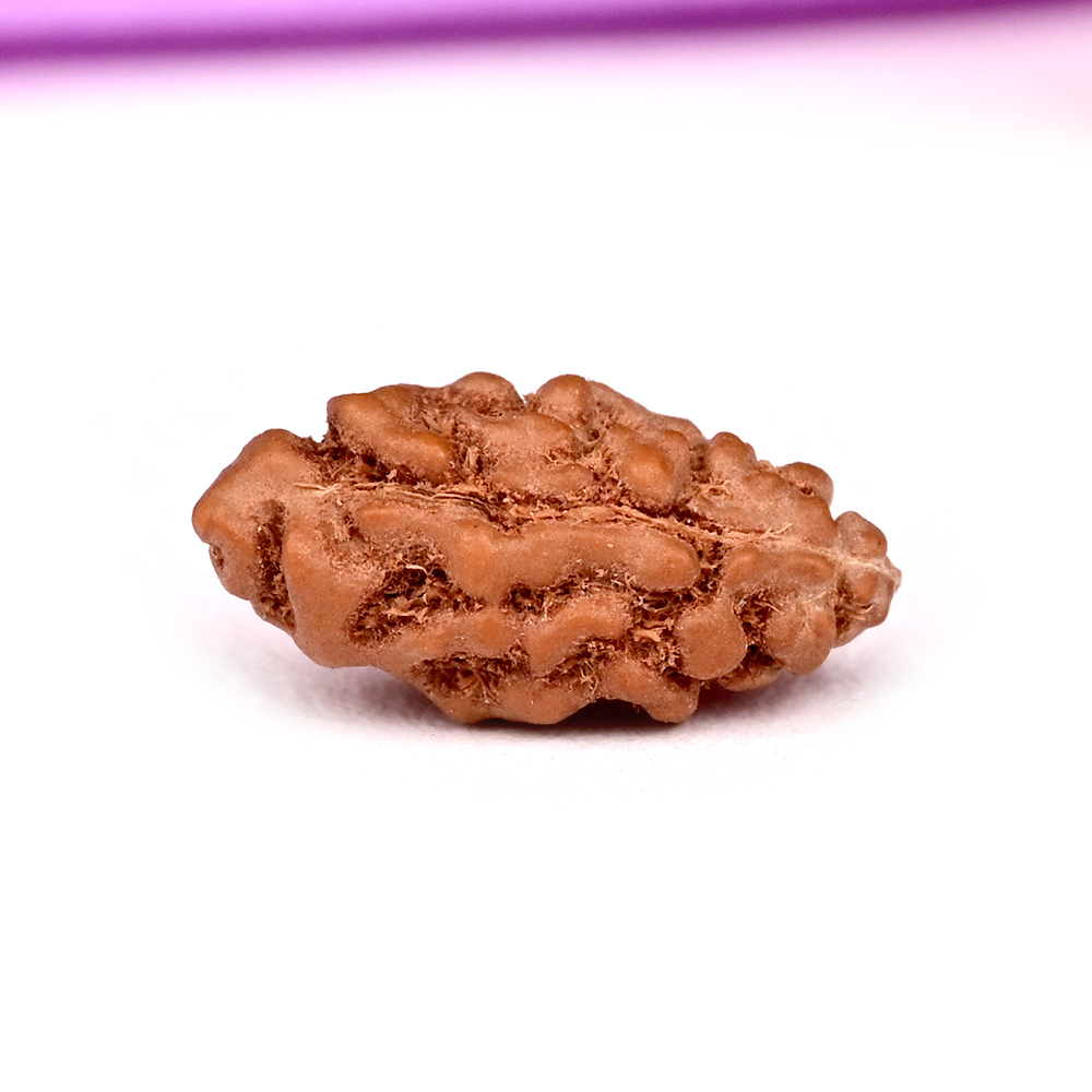 1 mukhi from Java Indonesia - II