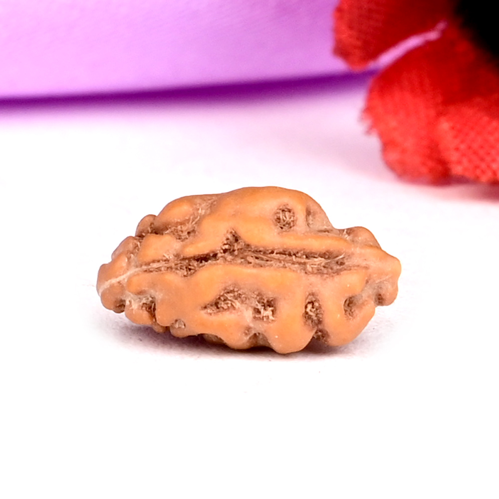 1 mukhi from Java Indonesia - III