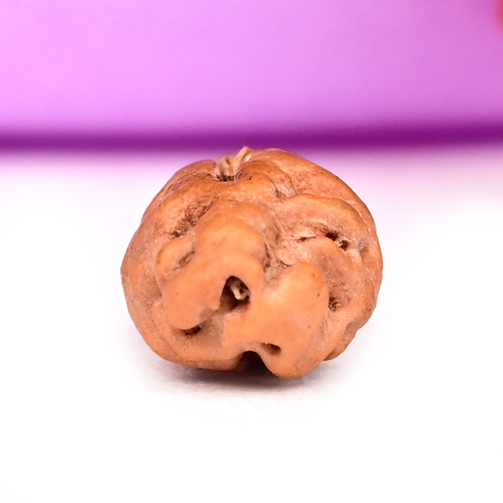 1 mukhi from Java Indonesia - V