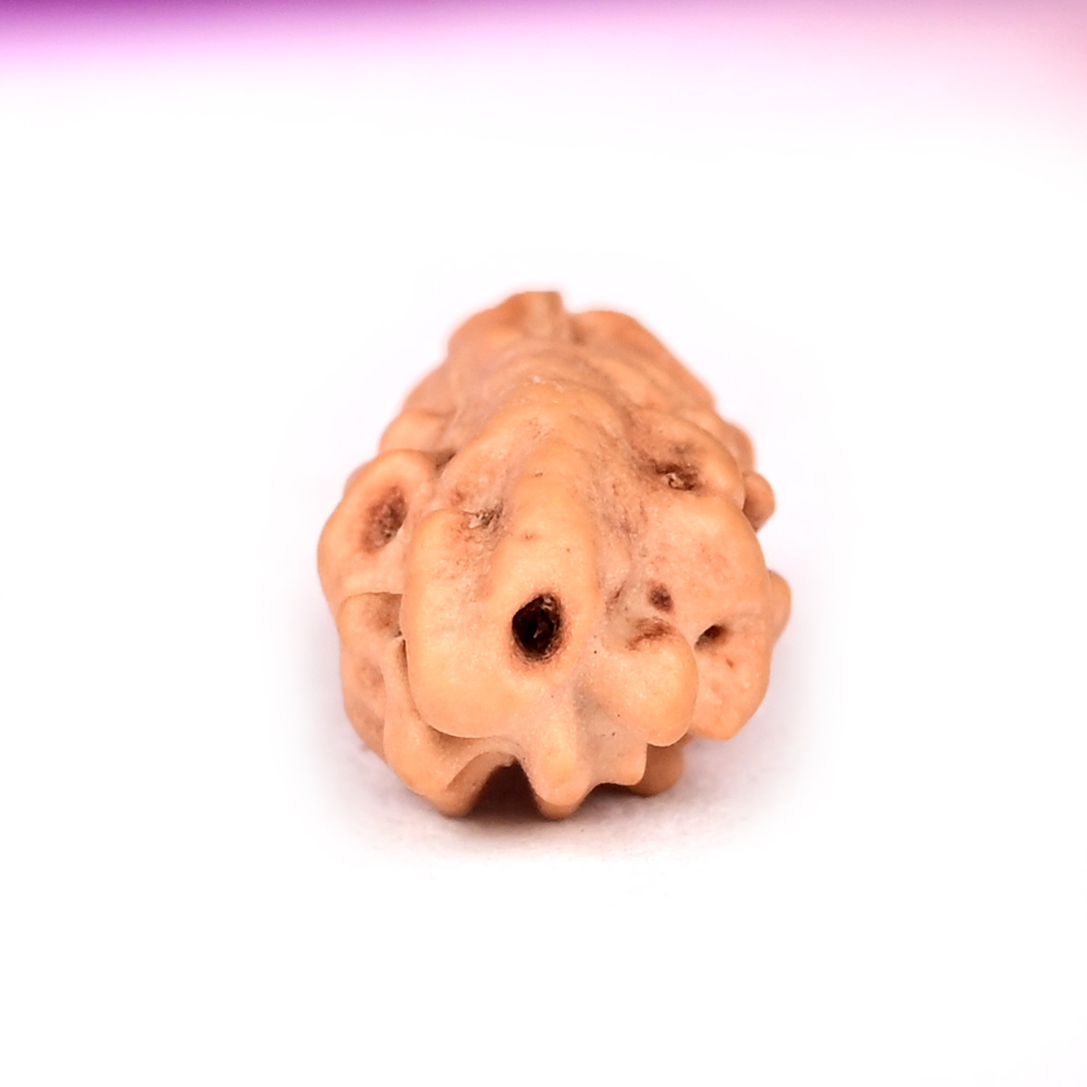 1 mukhi from Java Indonesia - VI