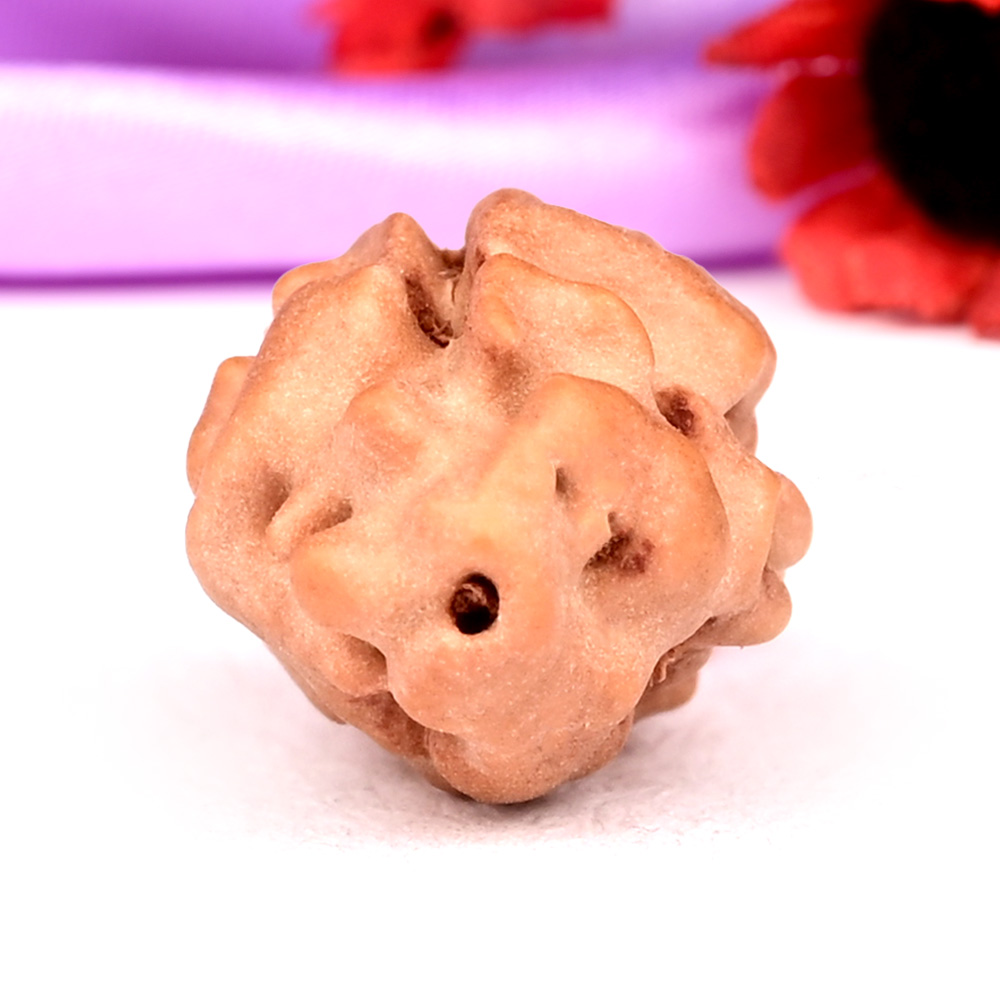 1 mukhi from Java Indonesia - IX