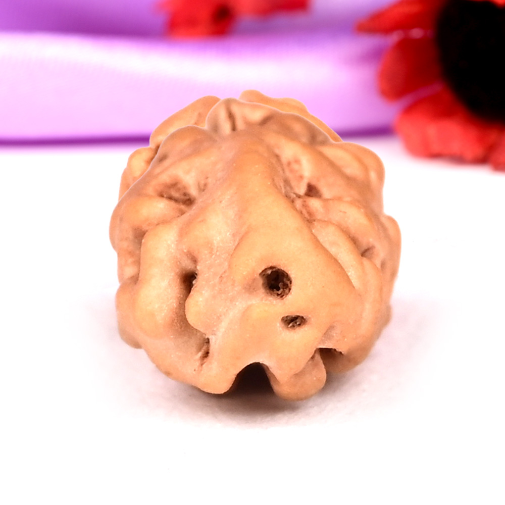 1 mukhi from Java Indonesia - XI