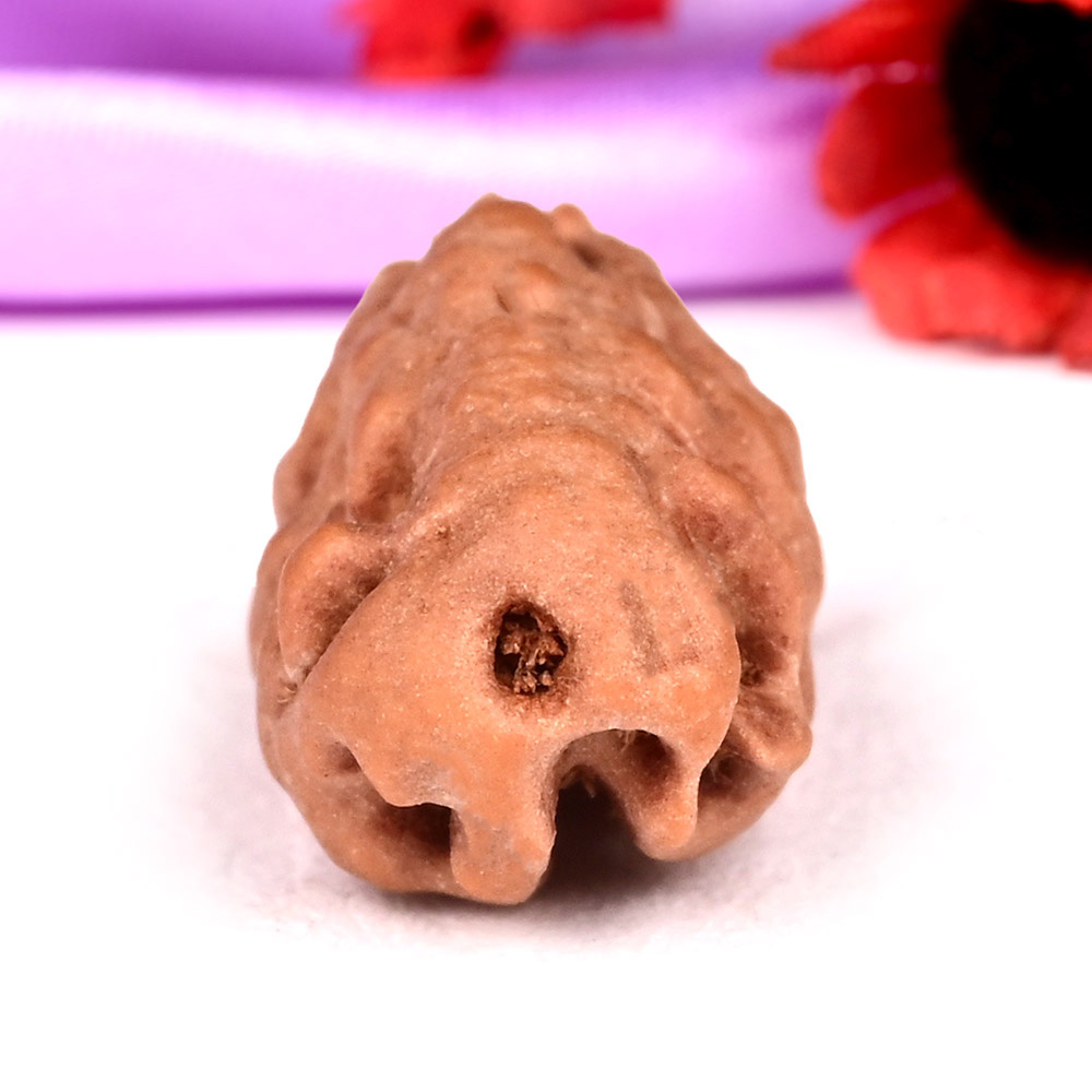 1 mukhi from Java Indonesia - XII