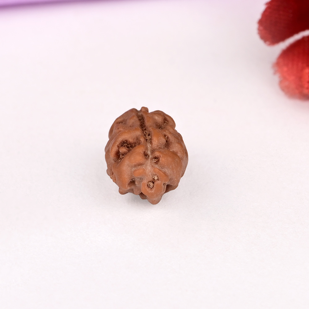 1 mukhi from Java Indonesia - XIV