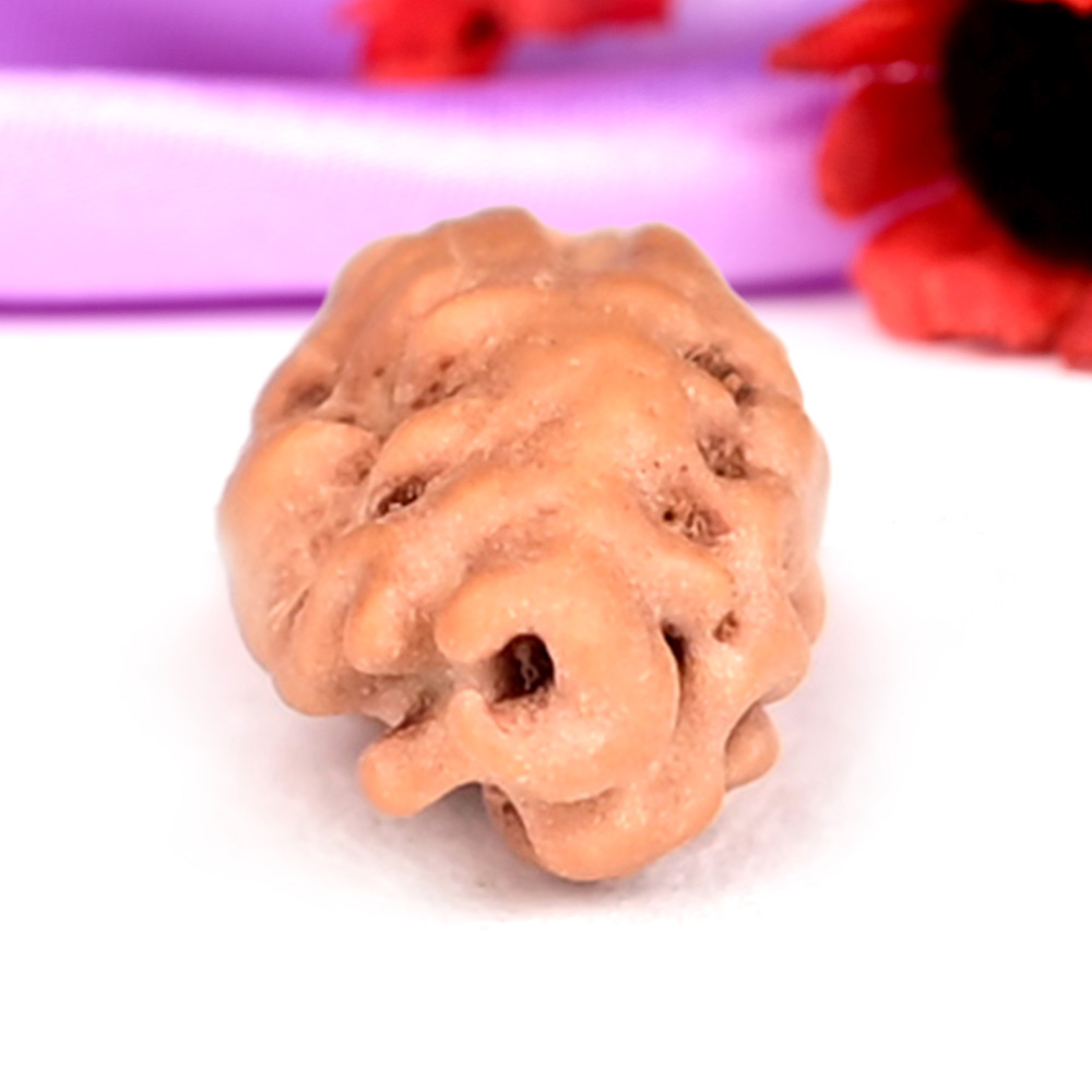 1 mukhi from Java Indonesia - XV