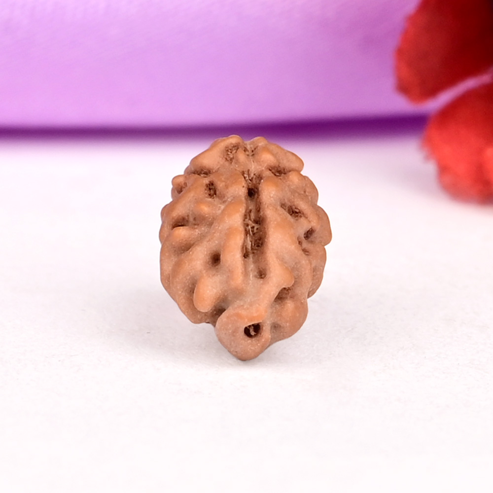 Collector 1 Mukhi from Java Indonesia - CLXXXIII