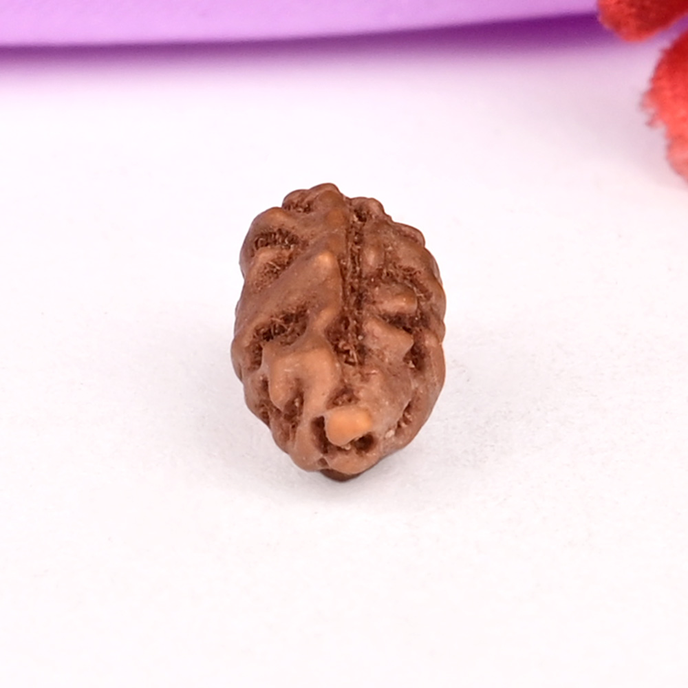 Collector 1 Mukhi from Java Indonesia - CLXXXV