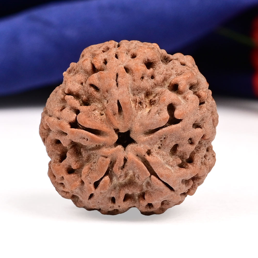 Collector 5 Mukhi from Nepal - DXIX