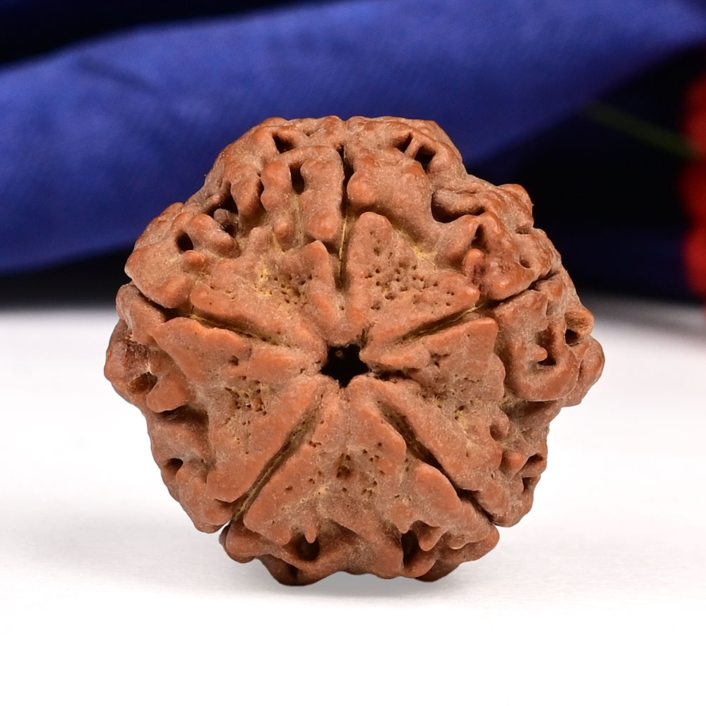 Collector 5 Mukhi from Nepal - DXX