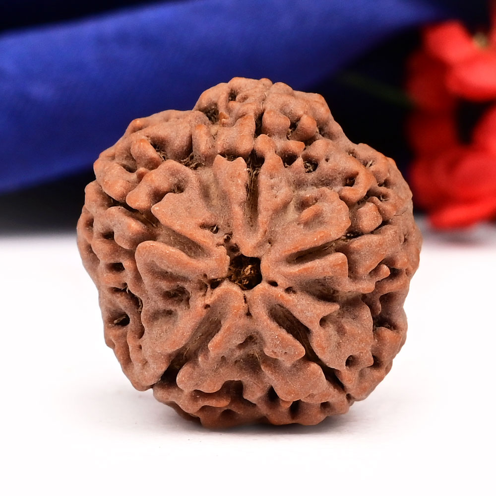 Collector 5 Mukhi from Nepal - DXXVI