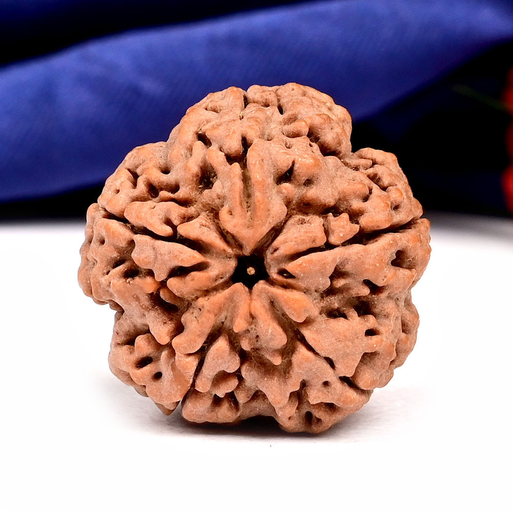 Super Collector 5 Mukhi from Nepal - DXLIV