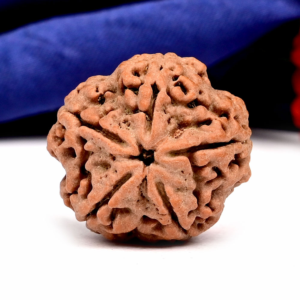 Super Collector 5 Mukhi from Nepal - DXLVI