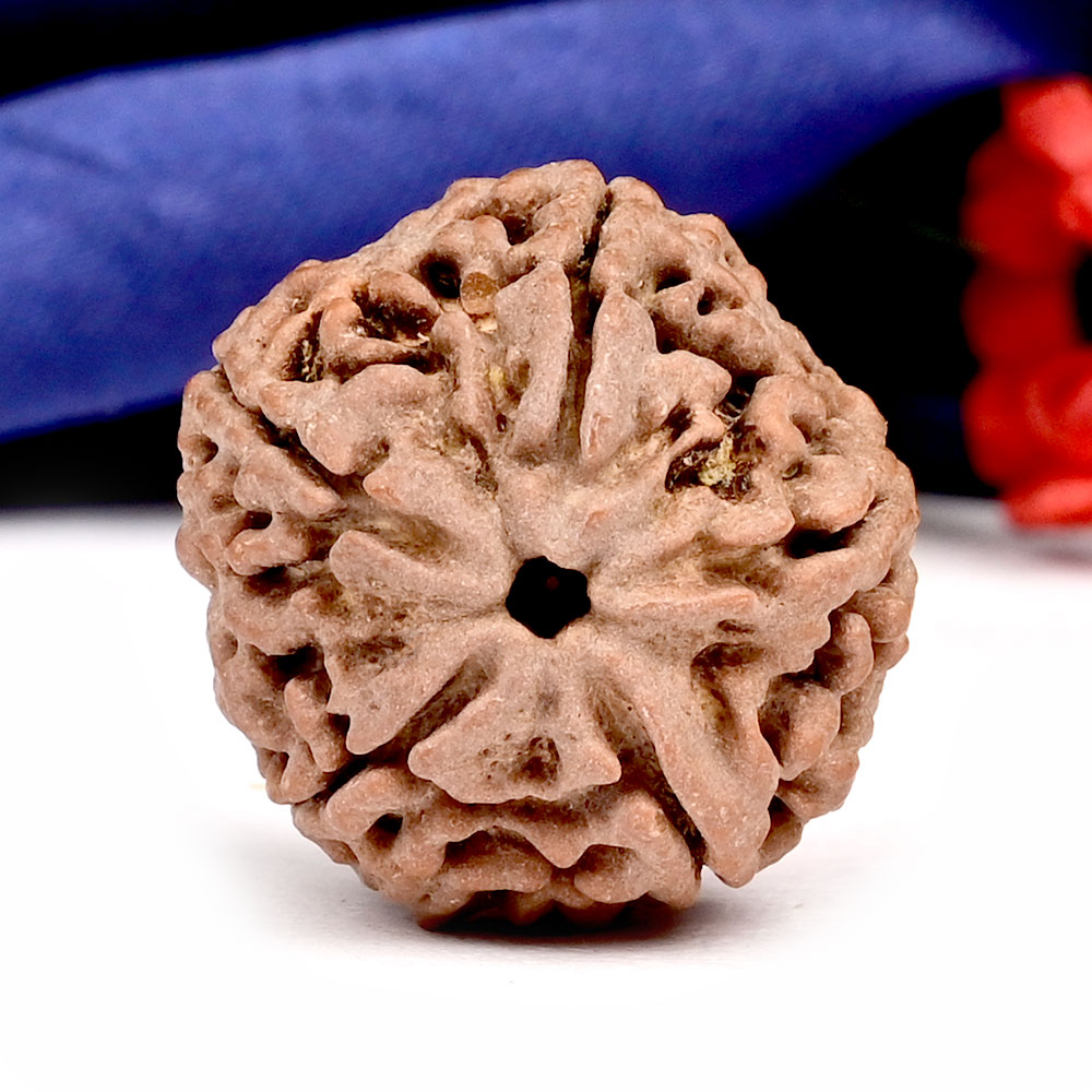Super Collector 5 Mukhi from Nepal - DXLVIII