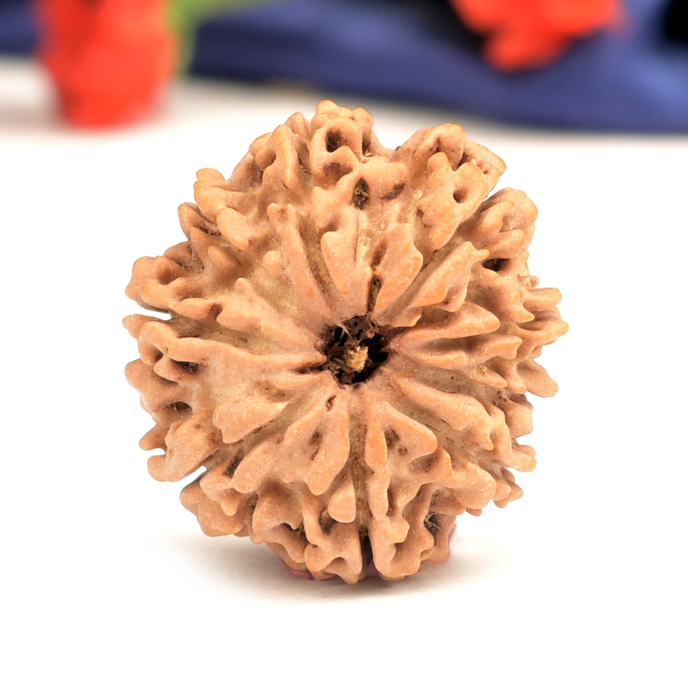 9 Mukhi from Nepal Small - DCLXXXV