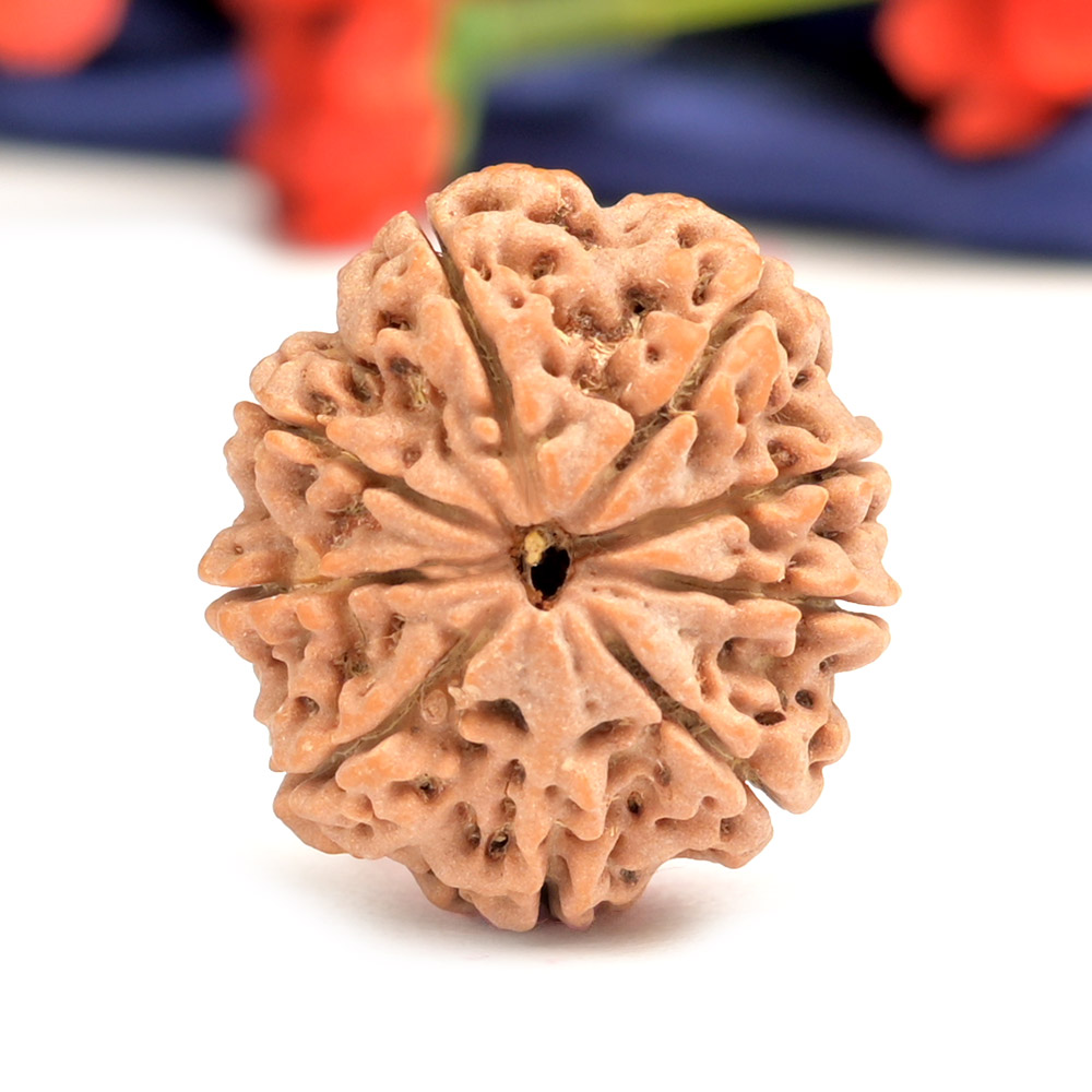 9 Mukhi from Nepal Small - DCLXXXVII