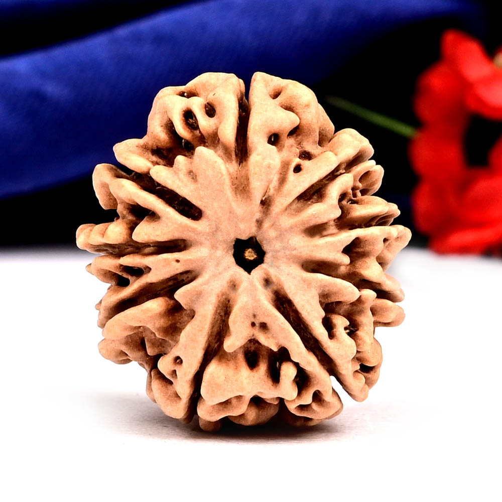 9 Mukhi from Nepal - DLXIV