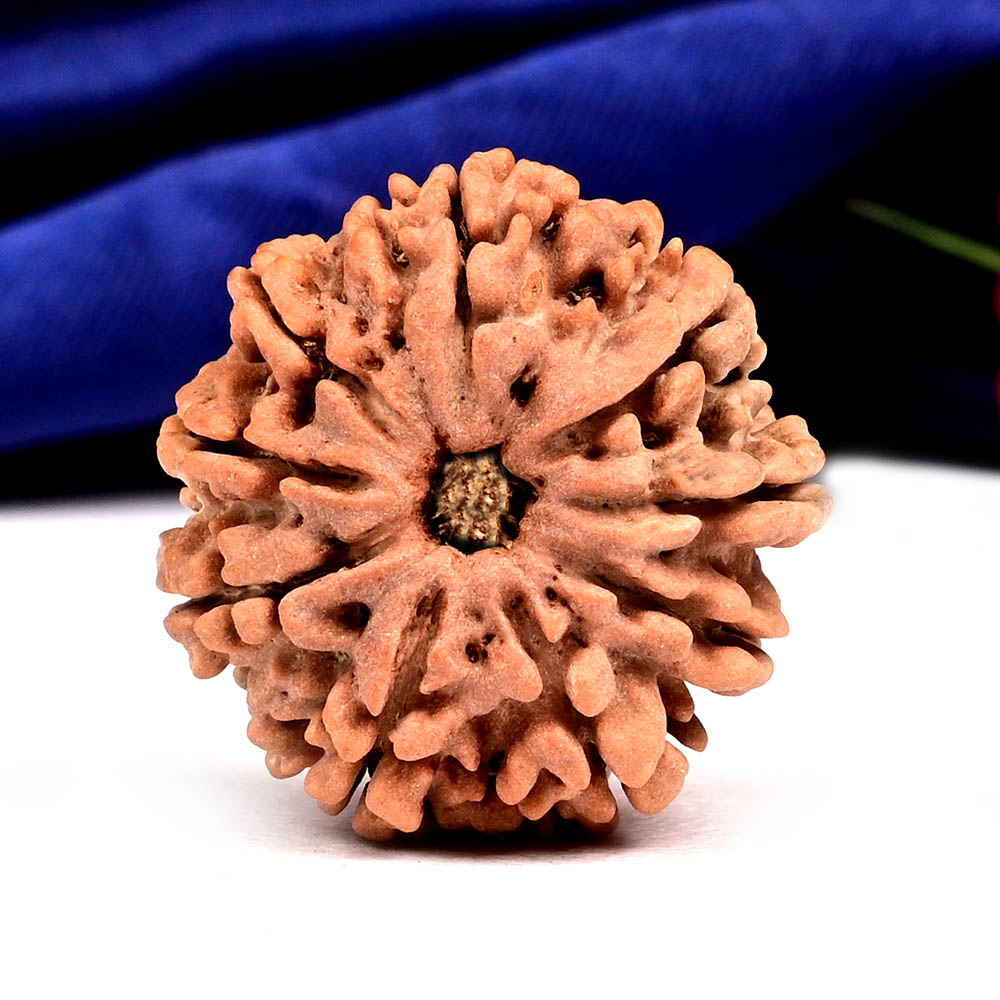 9 Mukhi from Nepal - DLXV