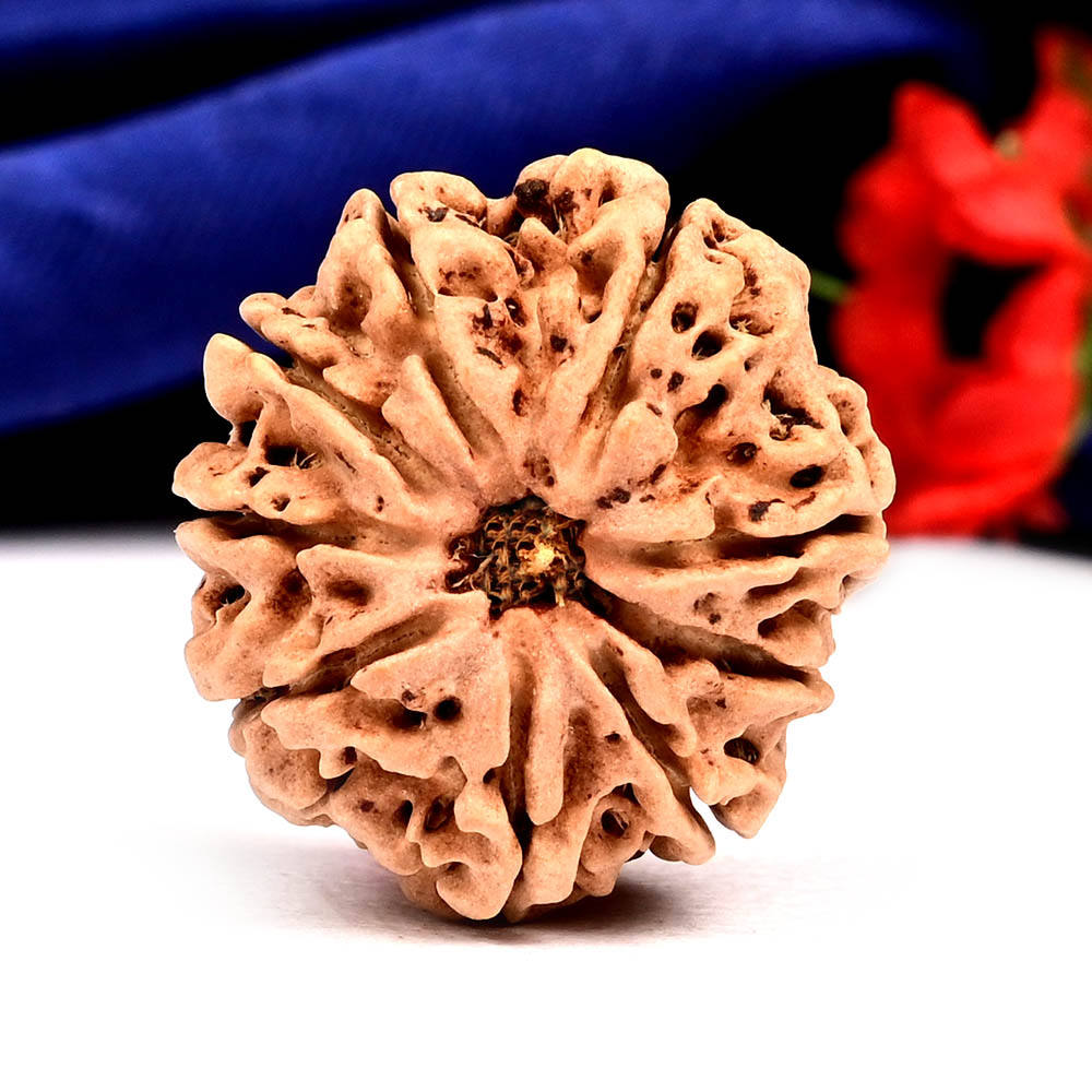 9 Mukhi from Nepal - DLXVI