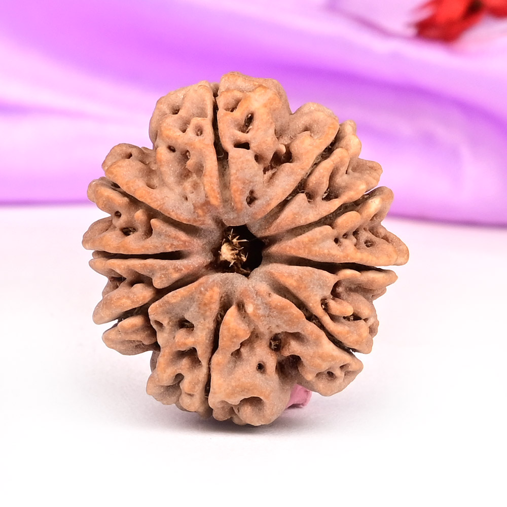 9 Mukhi from Nepal - DLXVII