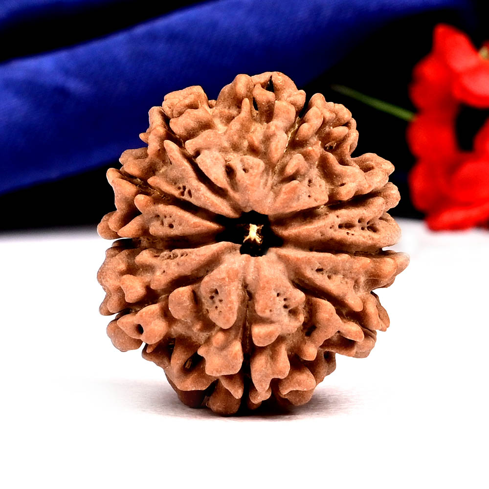 9 Mukhi from Nepal - DLXVIII