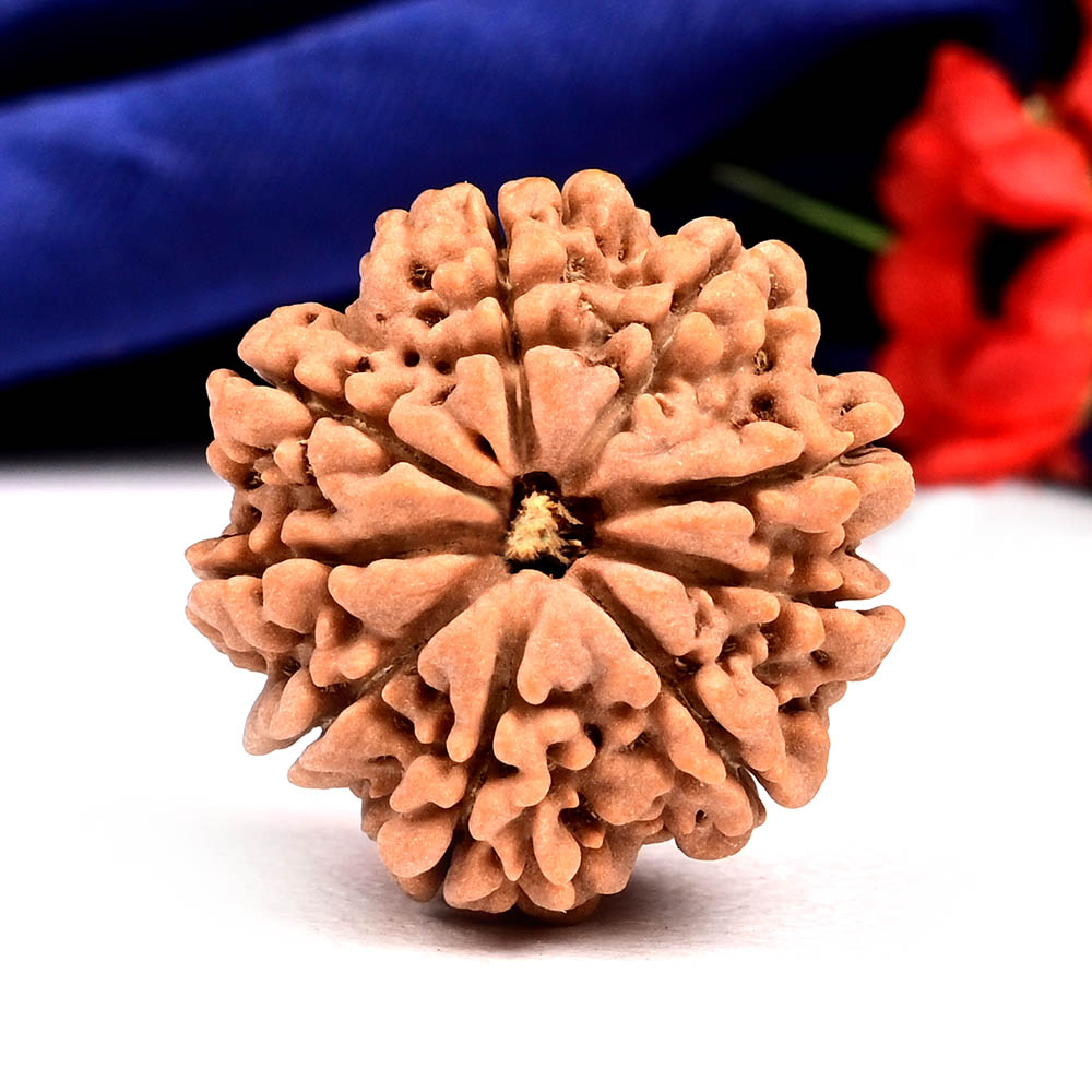 9 Mukhi from Nepal - DLXIX