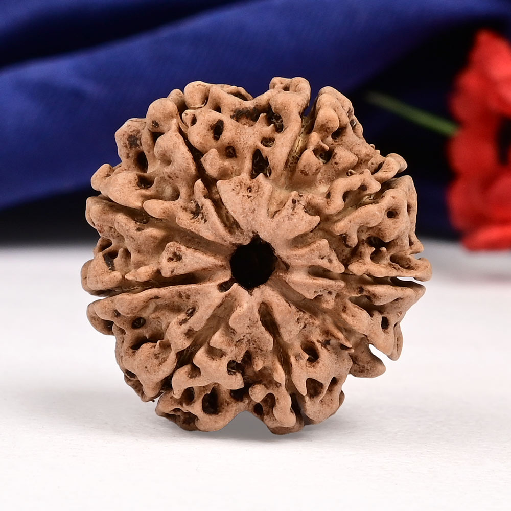 9 Mukhi from Nepal - DLXX