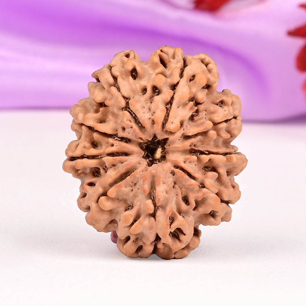 9 Mukhi from Nepal - DLXXII